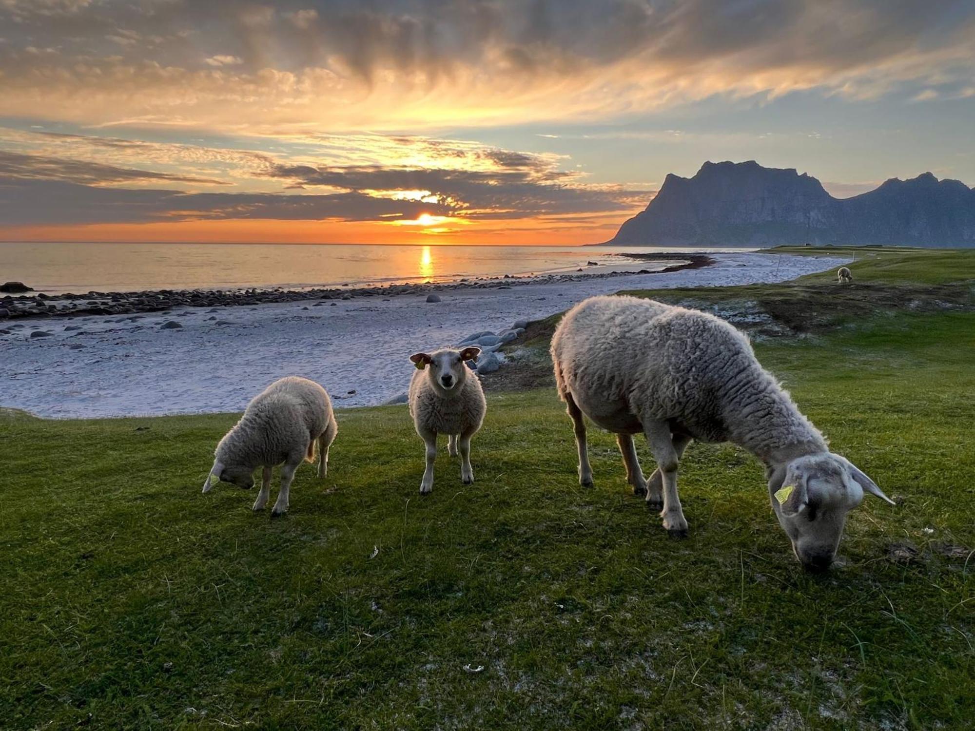 Fisherman'S Cabin, Lofoten - 24 Bardbua Ballstad Exterior foto